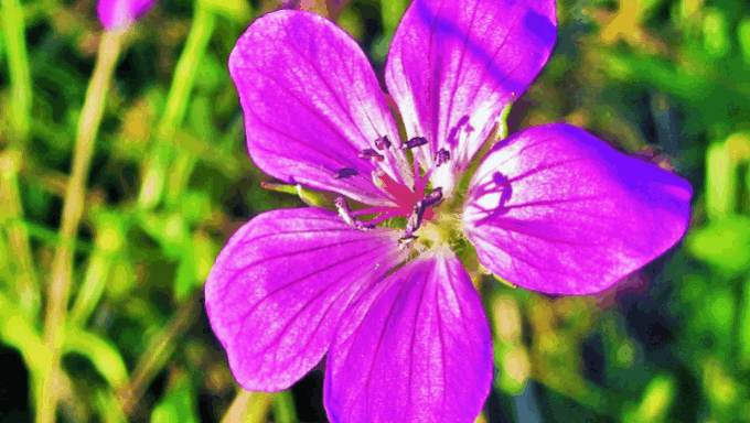 Geranium palustre 