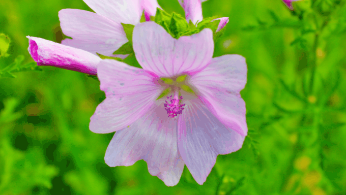 Malva sylvestris 
