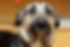 Fearful dog.jpg