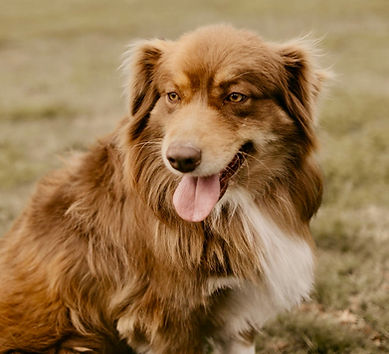 She a gorgeous red tri with a big heart and a personality to match. Phobe is a gentle soul also very affection.