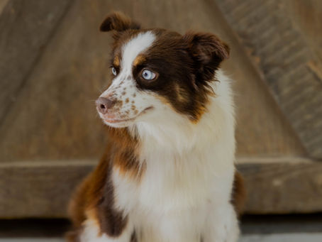 Full Aussie Pup picture has those shepherds eyes