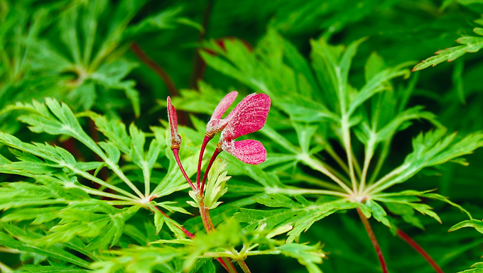 Green Cascade Japanese Maple