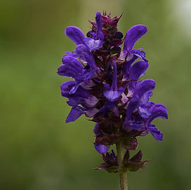 Salvia3.jpg