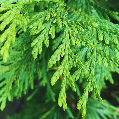 GreenGiantArb.png