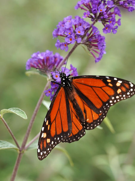 Native Plant Spotlight: Coneflower & Butterflyweed – Supporting Monarchs and Pollinators