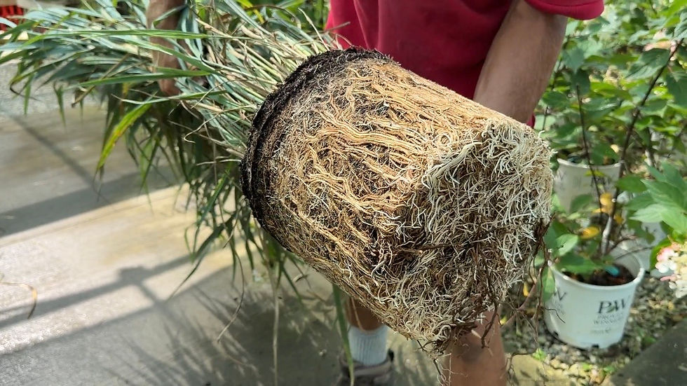 Why Root Pruning Before Planting Matters