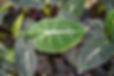 DSC06155.JPG