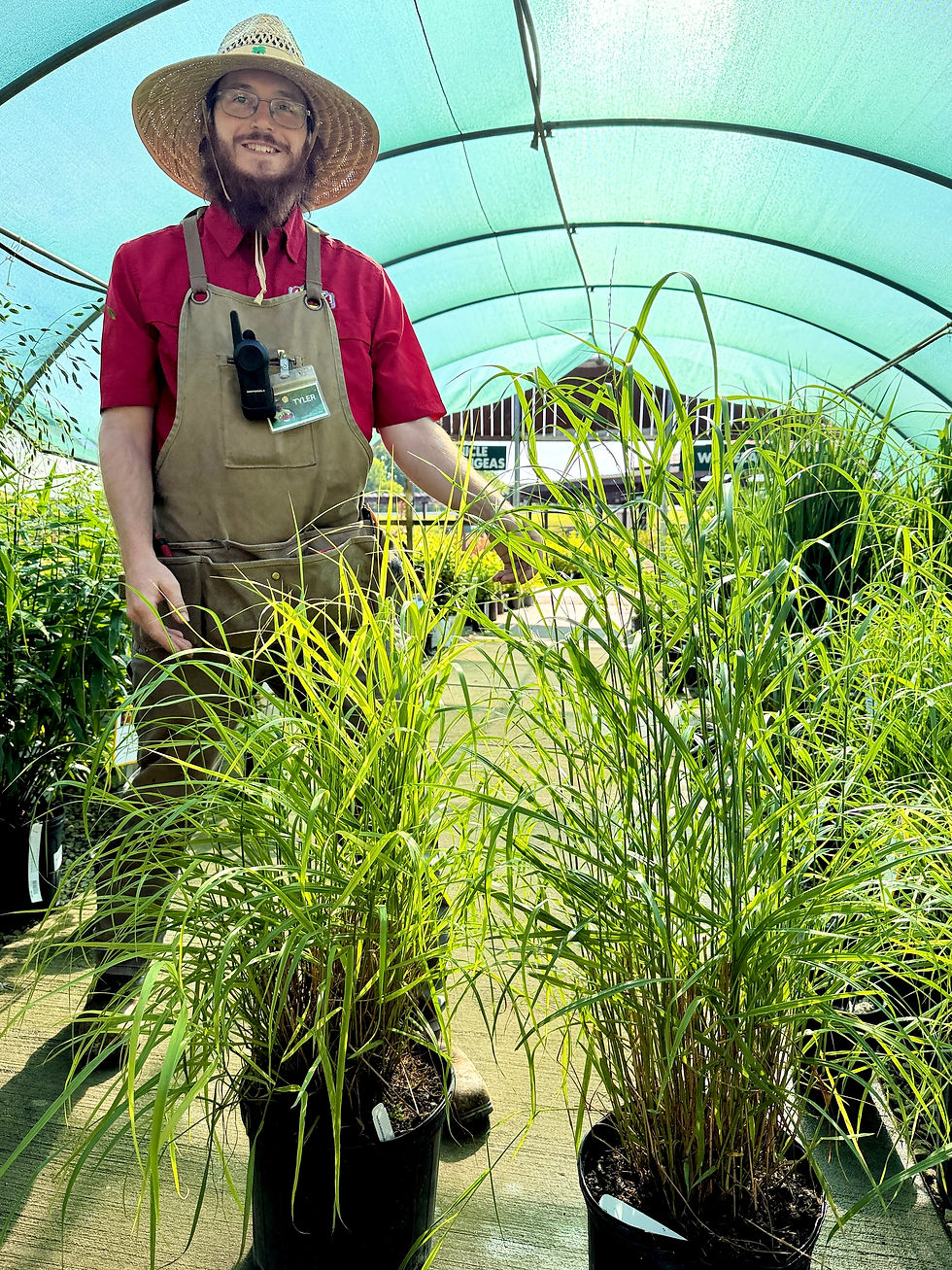 Native Plant Spotlight: Shenandoah Switchgrass