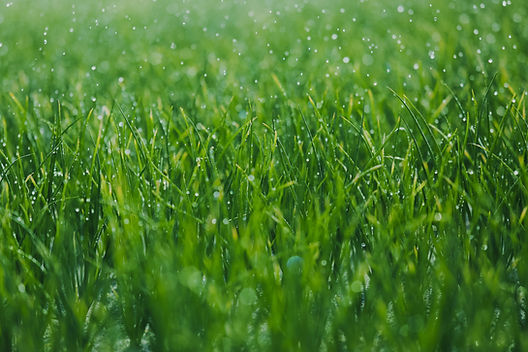 Wet grass_edited.jpg