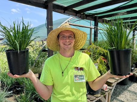 Native Plant Spotlight: Blue-eyed Grass