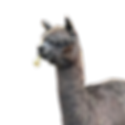 Untitled design (37).png