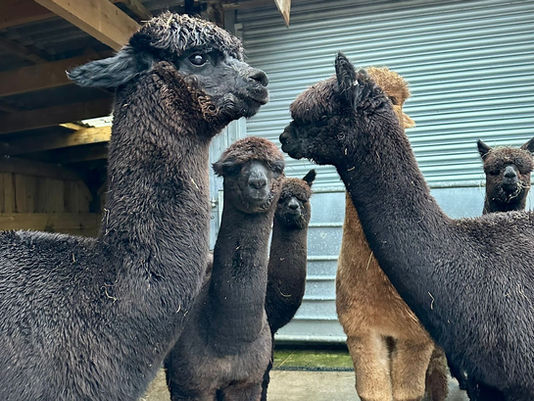 A small herd of five black alpacas and one brown