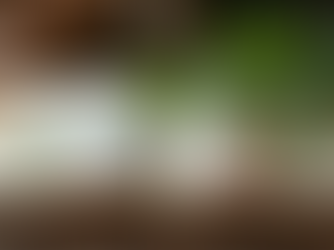 Wellness and Health in the 1500s Myths Misconceptions and Practices