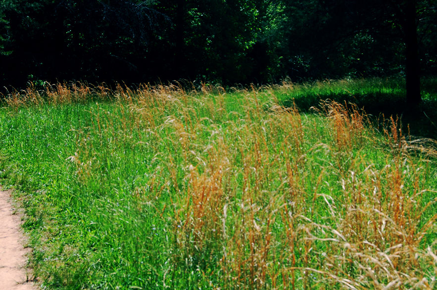 summers-day_14283547973_o