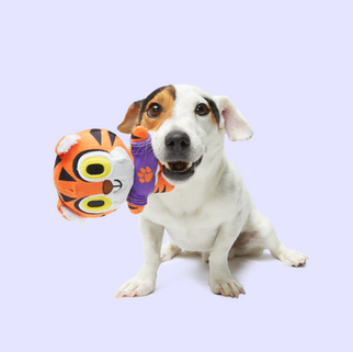 BarkBox_CollegeFootball_ToyInMouth_Hipster_0056.png
