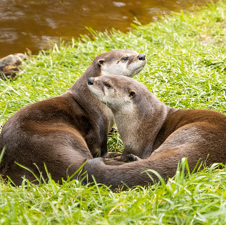 Loutres.png