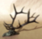 Elk Skull