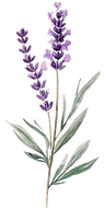 Lavanda.png