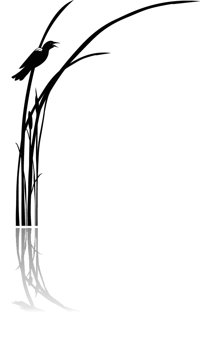 natural elephant grass.webp
