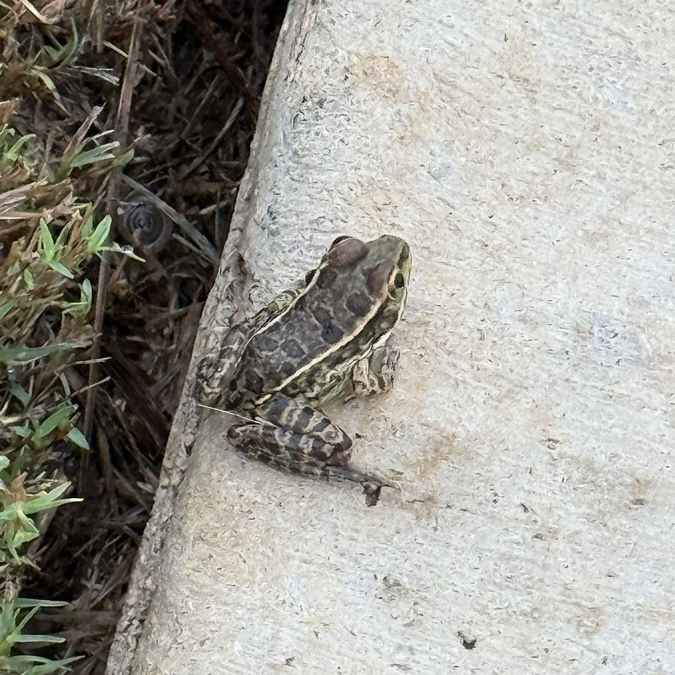 Frog on a sidewalk