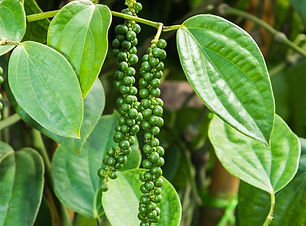 black-pepper-essential-oil-481187928.jpg