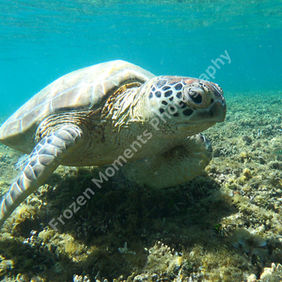 Photo Glenn Nicholls-1948.jpg