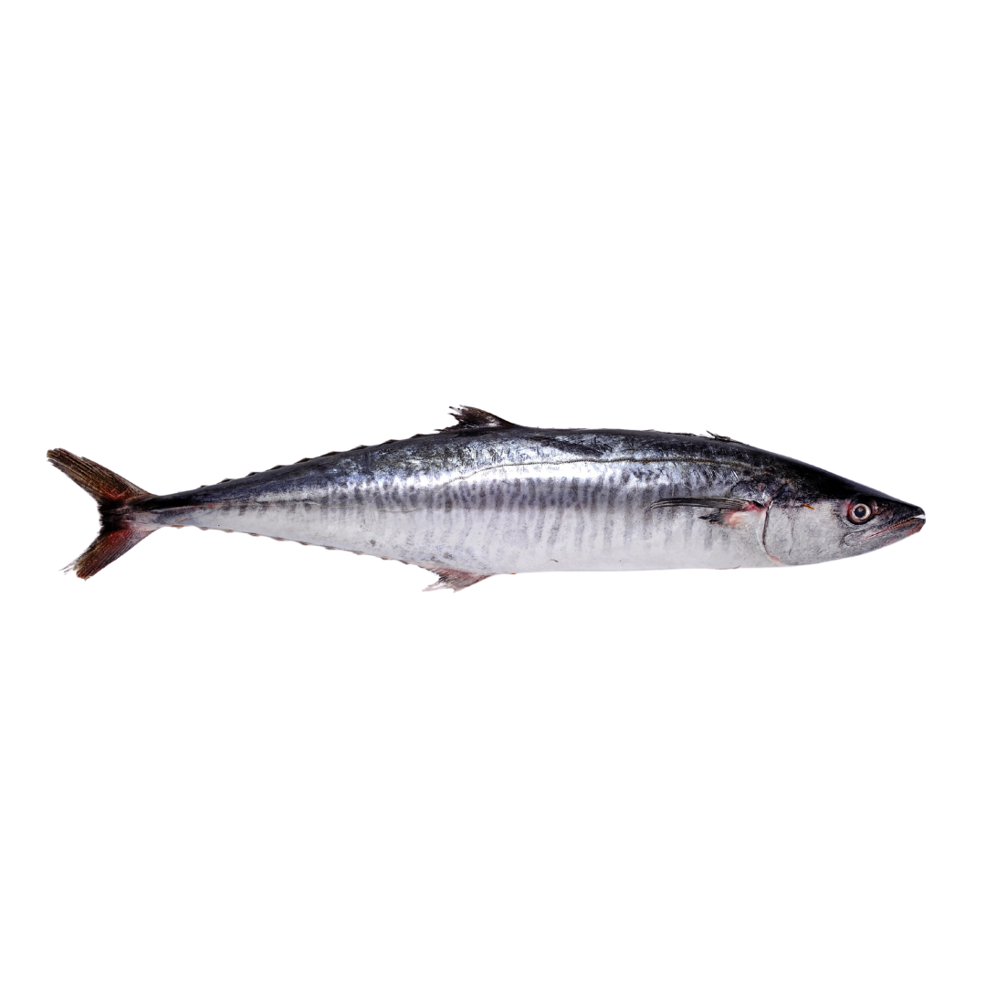 Batang Fish (巴当鱼)