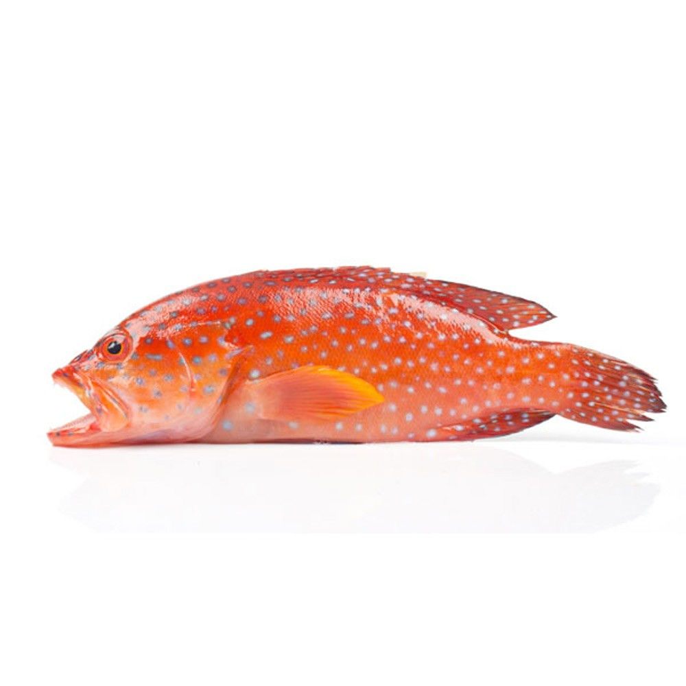 Red Grouper (红石斑鱼)