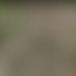 Longest Flowering Plants For your Garden