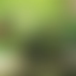 Capturing the Spirit of Place: The Importance of Genius Loci. Classical Garden Design Hertfordshire