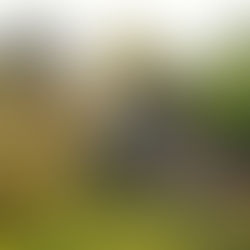 Gardening For Year Round Interest