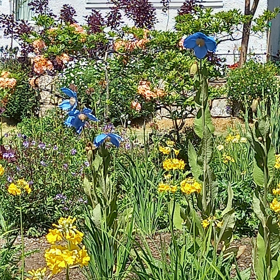 Spring flowers