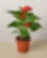 A potted red anthurium