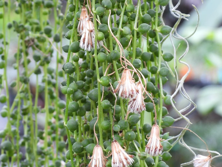 How to care for String of Pearls