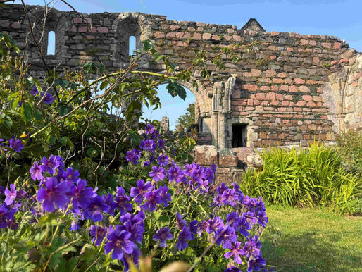 partial wall of the ruins of Iona nunnery with purple flowers in foreground