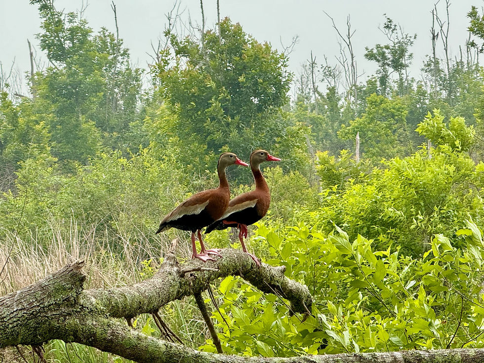 Two brown ducks with red beaks perch on a fallen tree branch in lush green wetland vegetation.