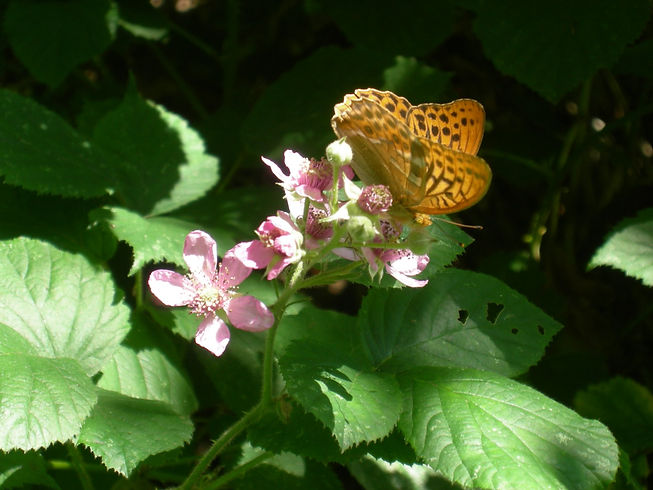 Silver washed Fritillary on bramble