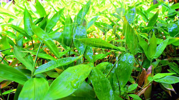 ¿QUÉ HACER PARA TENER UN VIVERO DE BAMBÚ? Tips básicos para implementar un vivero de bambú