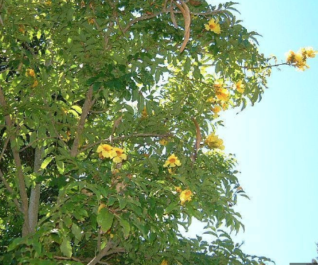 Thumbnail: Markhamia Lutea