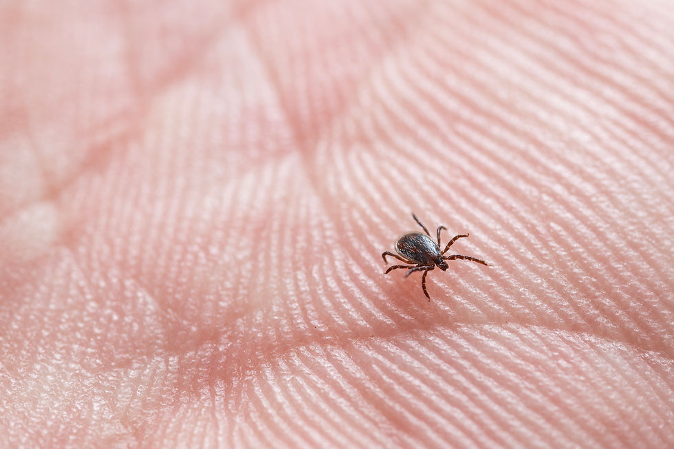 A close-up of a tick on human skin representing tick bite risk and the need for tick bite treatment in Tuscaloosa, Alabama.