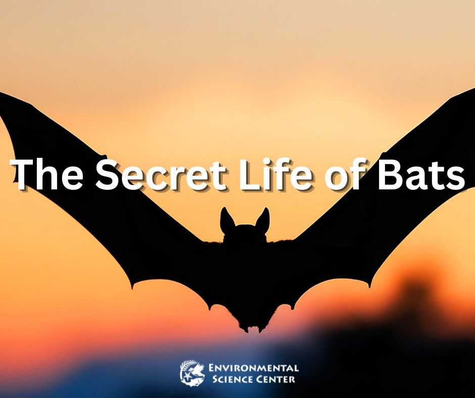 The Secret Life of Bats