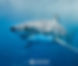 Shark Science Exploration