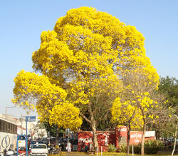 IPÊ AMRELO.jpg