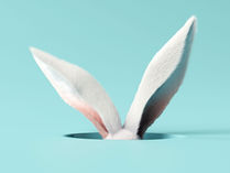 Bunny ears popping up out of a hole