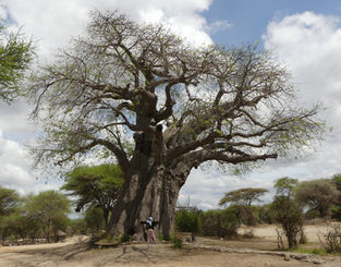 Magnificent Baobab tree with Aida hugging it