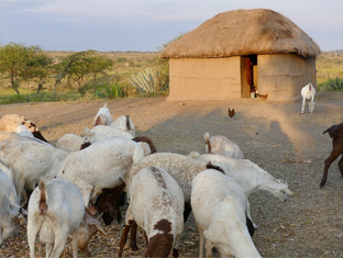 Traditional Maasai mud hut house with goats and chickens in rural Tanzania