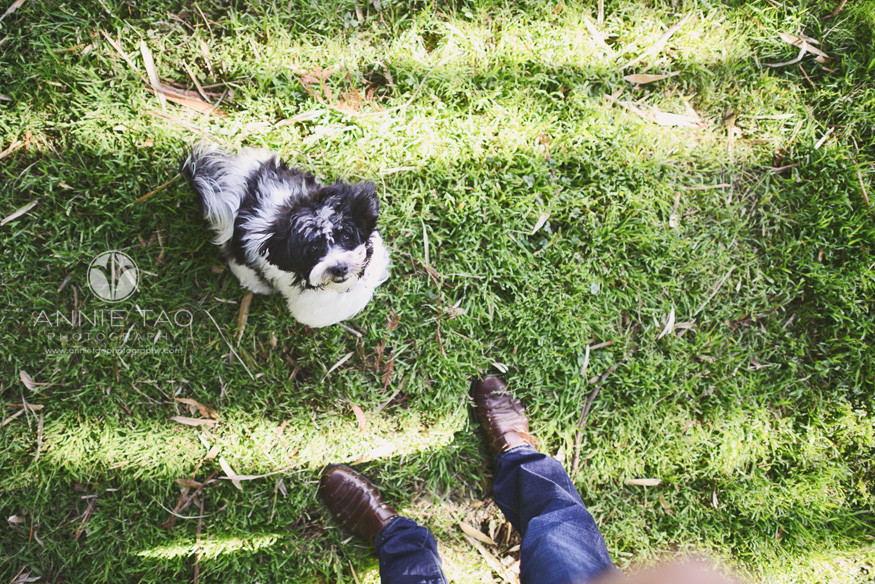 Bay-Area-lifestyle-pet-photography-downward-view-of-puppy-from-persons