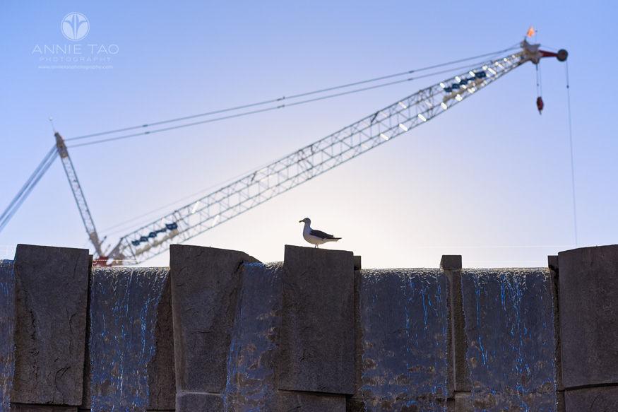 San-Francisco-lifestyle-photography-seagull-standing-on-waterfall-with-giant-crane-behind