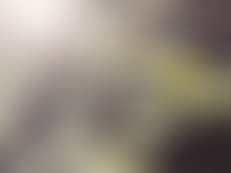 Bunnies in San Francisco