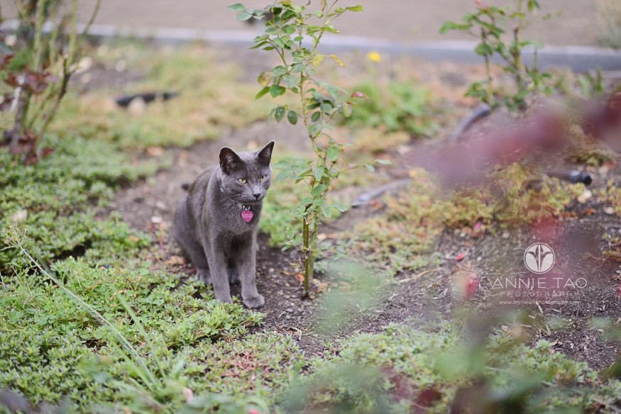 East-Bay-lifestyle-photography-grey-cat-watching